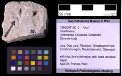 Foto (Objekt + Etiketten) von Distefania sp. (NHMW-GEO-1990-0041-0010)